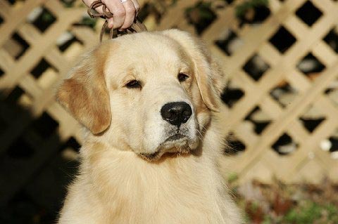 zestgoldens.com cutter